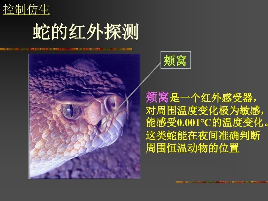 普通生物学第14章感觉器官与感觉.ppt_第5页