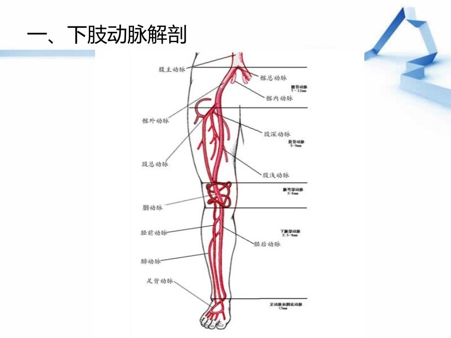 （优质课件）下肢血管解剖,童_第3页