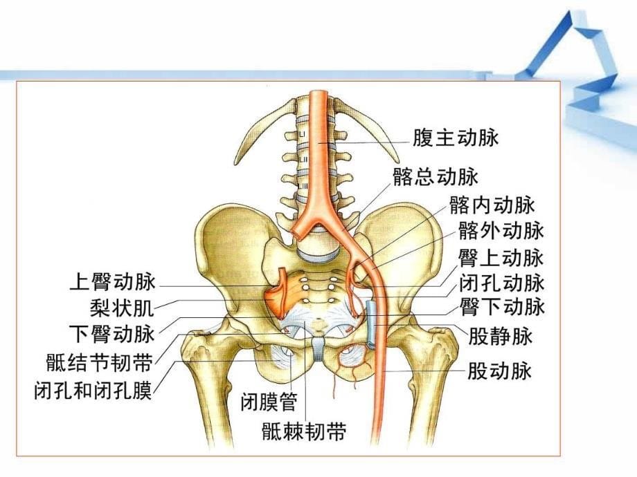 （优质课件）下肢血管解剖,童_第5页