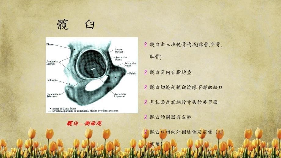 髋关节解剖和生物力学(精选干货)课件_第5页