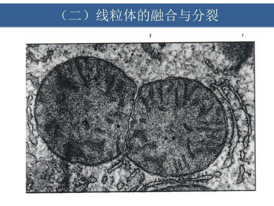 细胞生物学线粒体和叶绿体[73页]_第5页