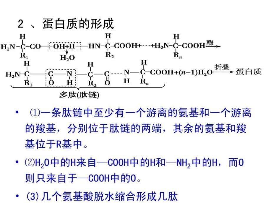 生物必修一蛋白质一轮复习.ppt_第5页