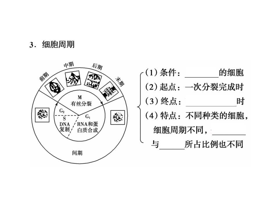 高考生物一轮复习第四单元细胞的生命历程第11讲细胞的增殖ppt课件新人教版_第5页