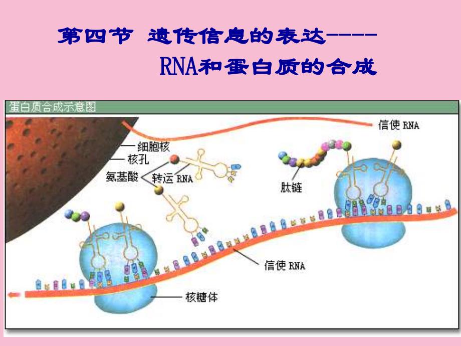 第四节遗传信息的表达RNA和蛋白质的合成ppt课件_第1页