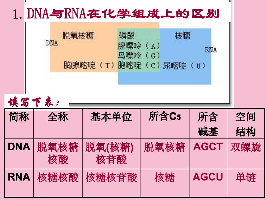 第四节遗传信息的表达RNA和蛋白质的合成ppt课件_第3页