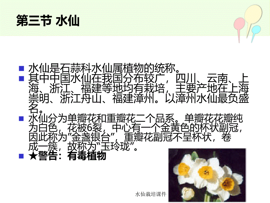 水仙栽培课件_第2页