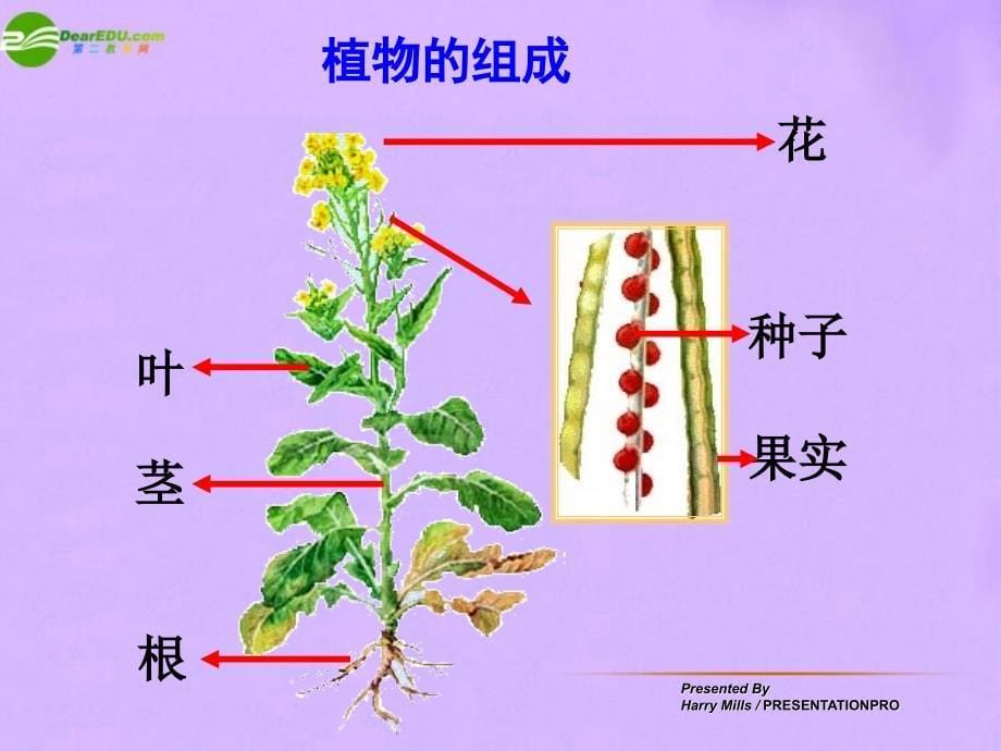 第一单元 第二章 第四节多细胞生物体的结构层次 课件31张PPT_第5页