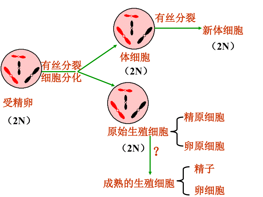 减数分裂第二课时A_第1页