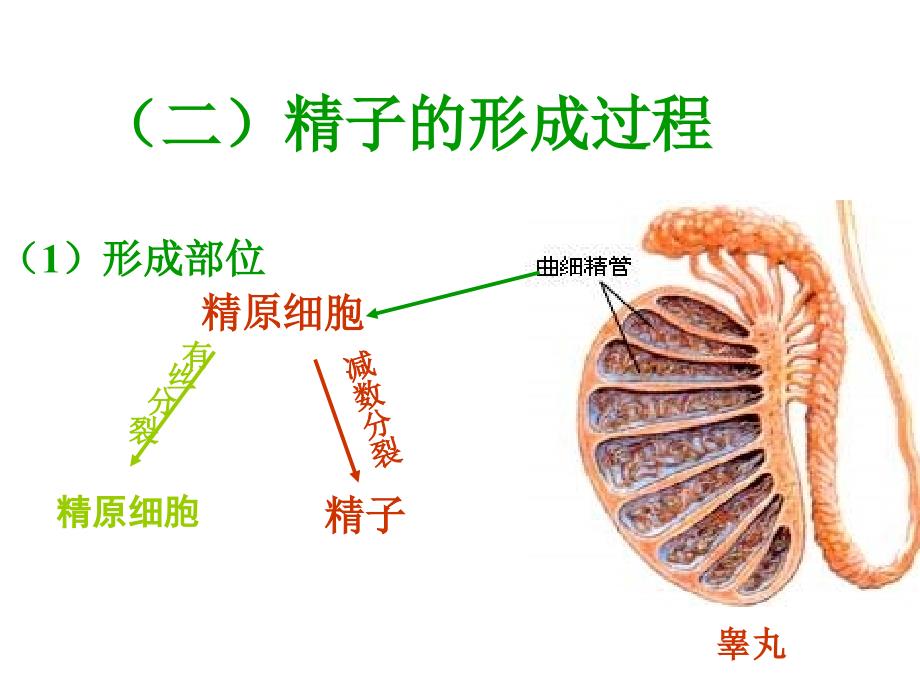 减数分裂第二课时A_第3页