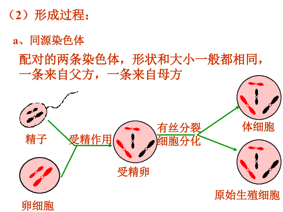 减数分裂第二课时A_第4页