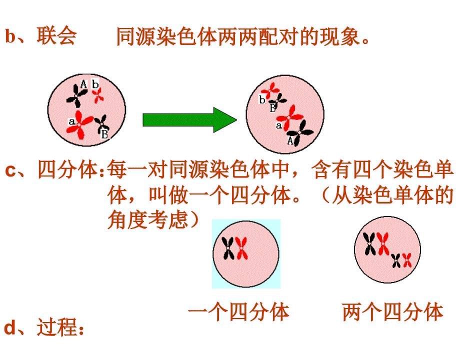 减数分裂第二课时A_第5页