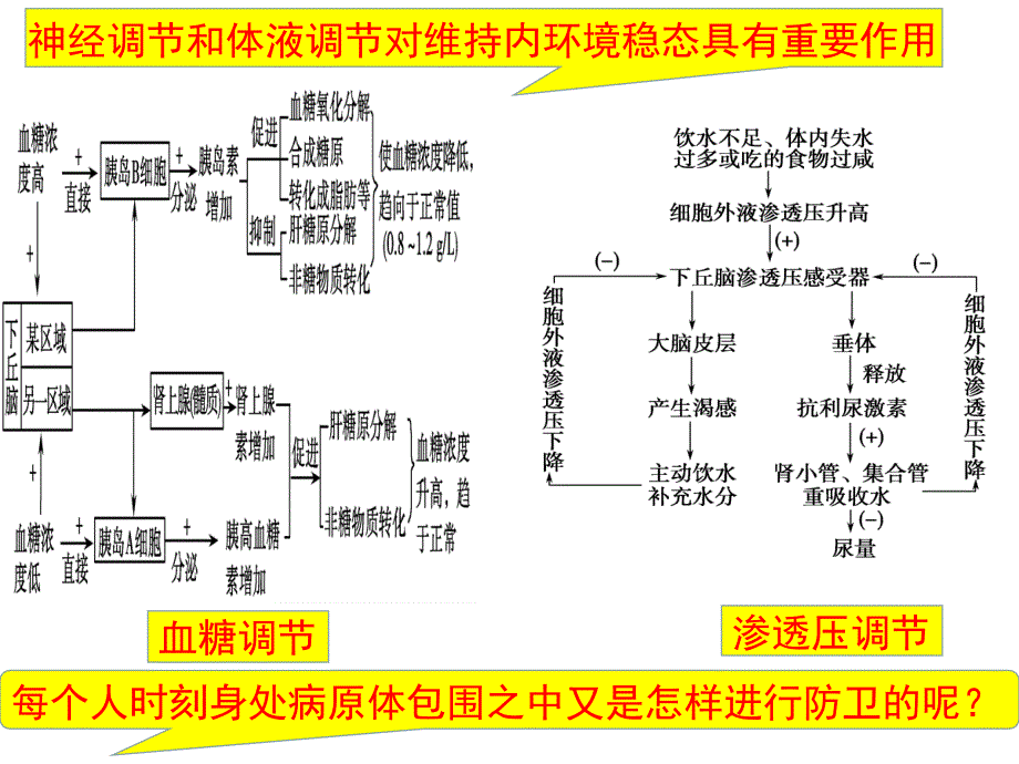 高三生物一轮复习：免疫调节课件_第1页