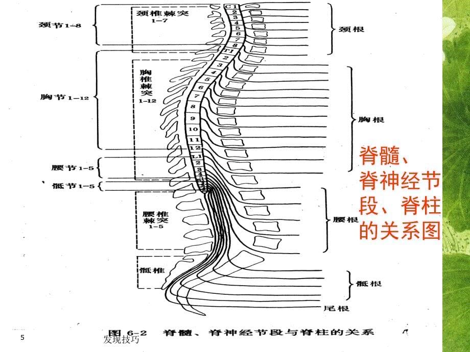 急性脊髓炎护理查房【行业调研】_第5页