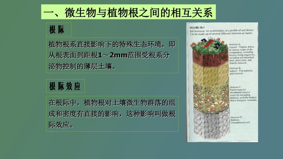 微生物与植物互作_第3页