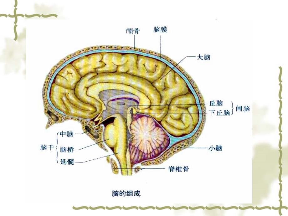 第二神经系统的组成2_第4页