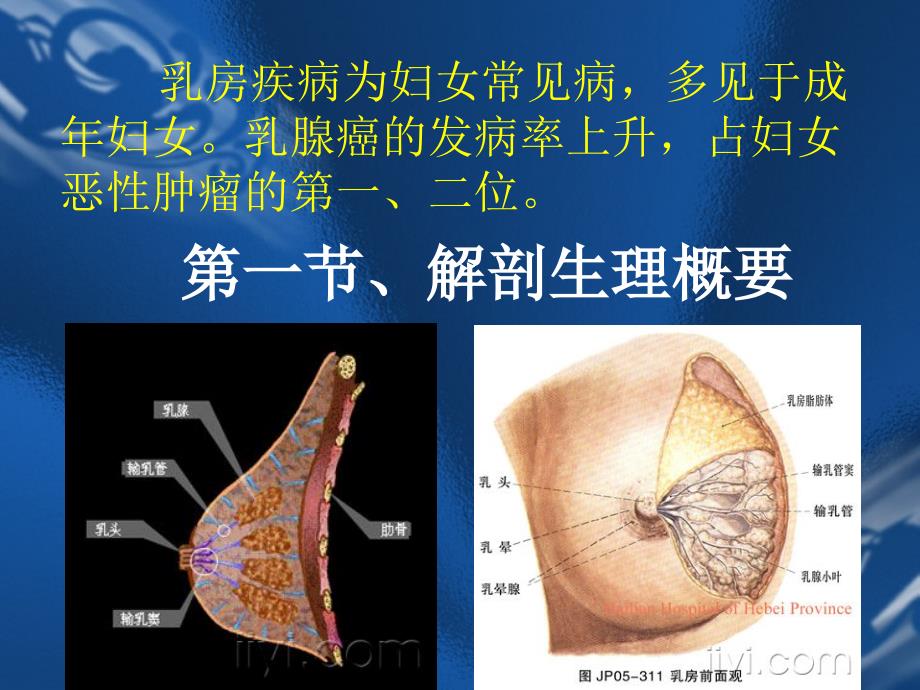 乳腺解剖及常见疾病_第2页