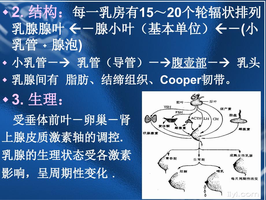 乳腺解剖及常见疾病_第4页