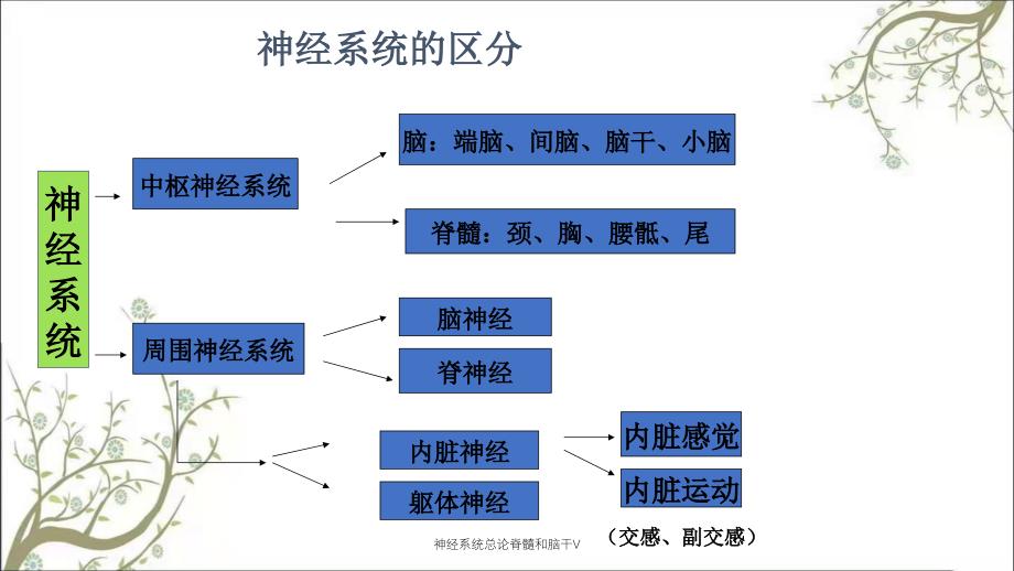 神经系统总论脊髓和脑干V_第3页