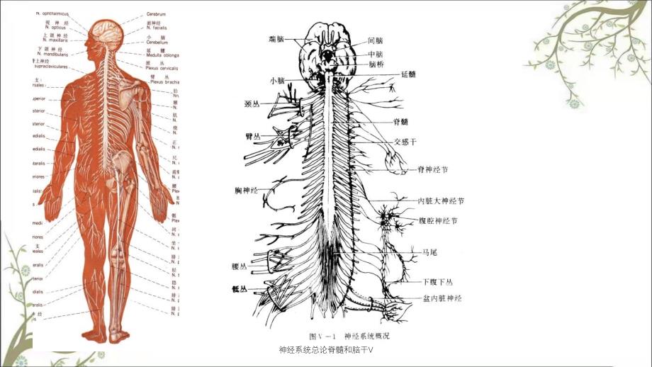 神经系统总论脊髓和脑干V_第4页