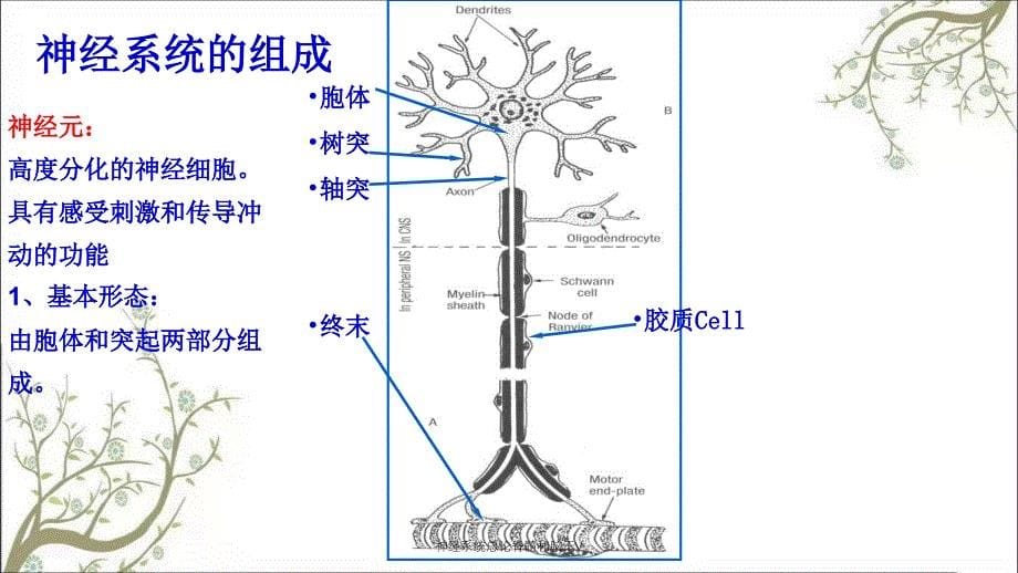 神经系统总论脊髓和脑干V_第5页