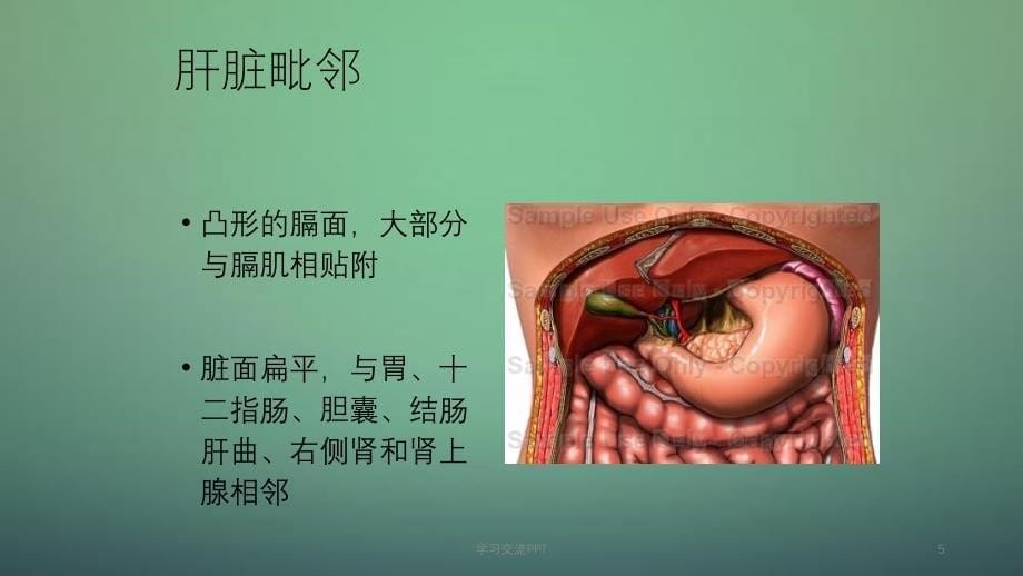 肝脏疾病课件ppt课件_第5页