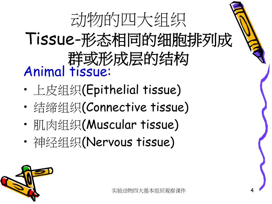 实验动物四大基本组织观察课件_第4页