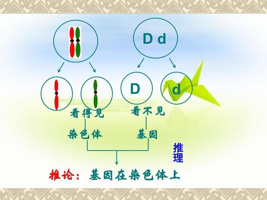 生物精品竞赛课件：2.2基因在染色体上(新人教版必修2)_第5页