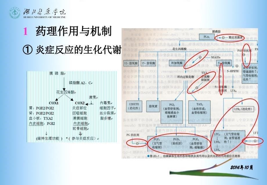 中枢神经系统药理(18)(护理专业)_第5页