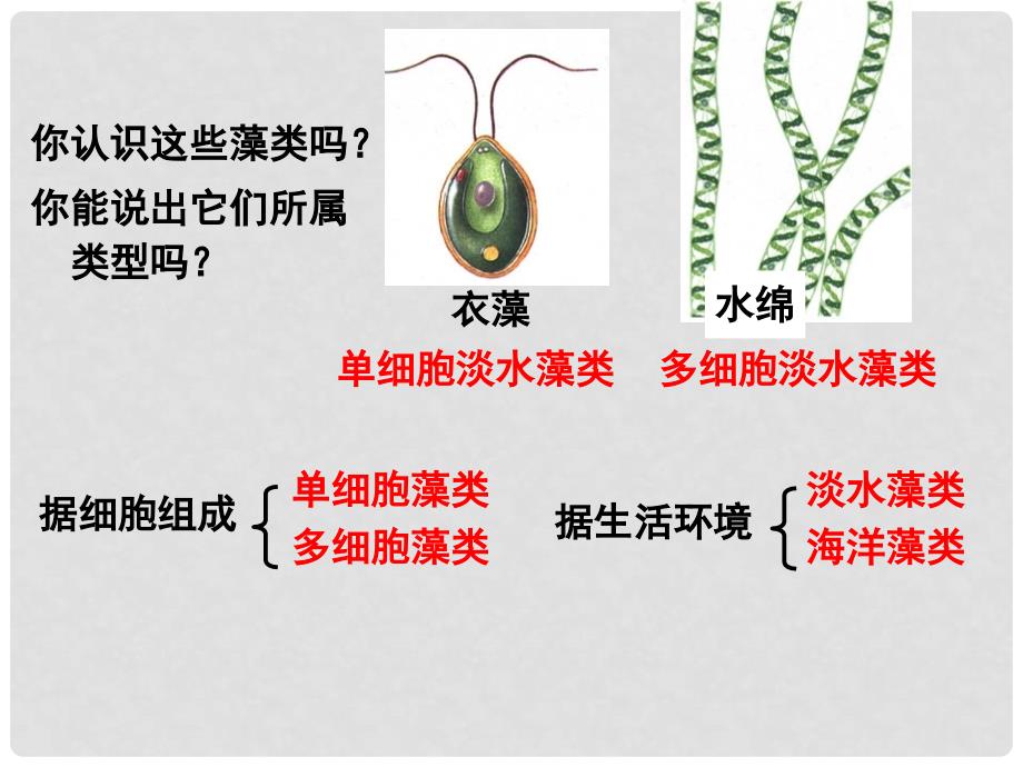 中考生物 生物圈中的绿色植物复习课件 新人教版_第2页