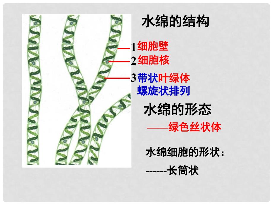 中考生物 生物圈中的绿色植物复习课件 新人教版_第4页