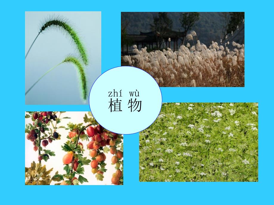 《植物妈妈有办法》课件_第2页