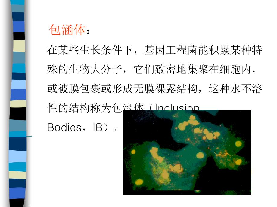 包涵体蛋白质复性-纯化_第3页