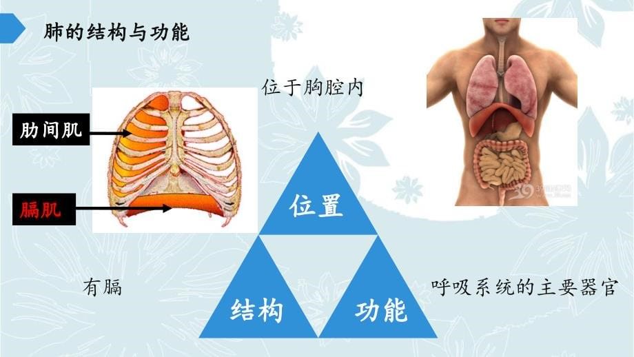 苏教版生物七年级下册 第十章 第四节 人体内的气体交换课件(共13张PPT)_第5页