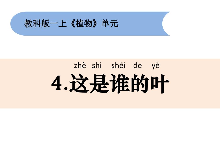 教科版小学一年级科学上册《这是谁的叶》精品教学课件_第1页