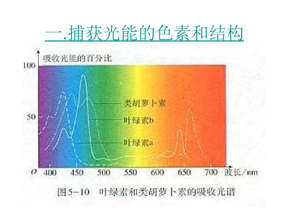 高一生物光合作用的原理和应用.ppt_第4页