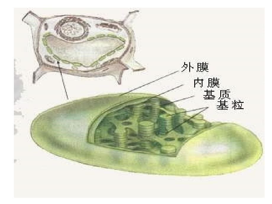 高一生物光合作用的原理和应用.ppt_第5页