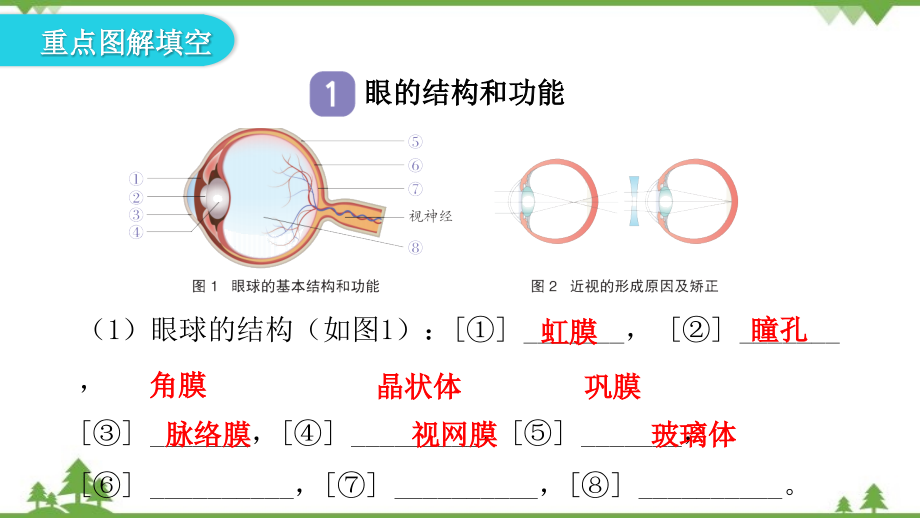 2022年中考生物一轮复习第四单元 第六章人体生命活动的调节习题课件(共15张PPT)_第3页