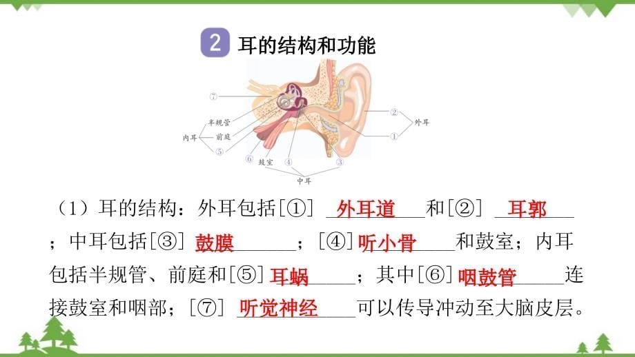 2022年中考生物一轮复习第四单元 第六章人体生命活动的调节习题课件(共15张PPT)_第5页