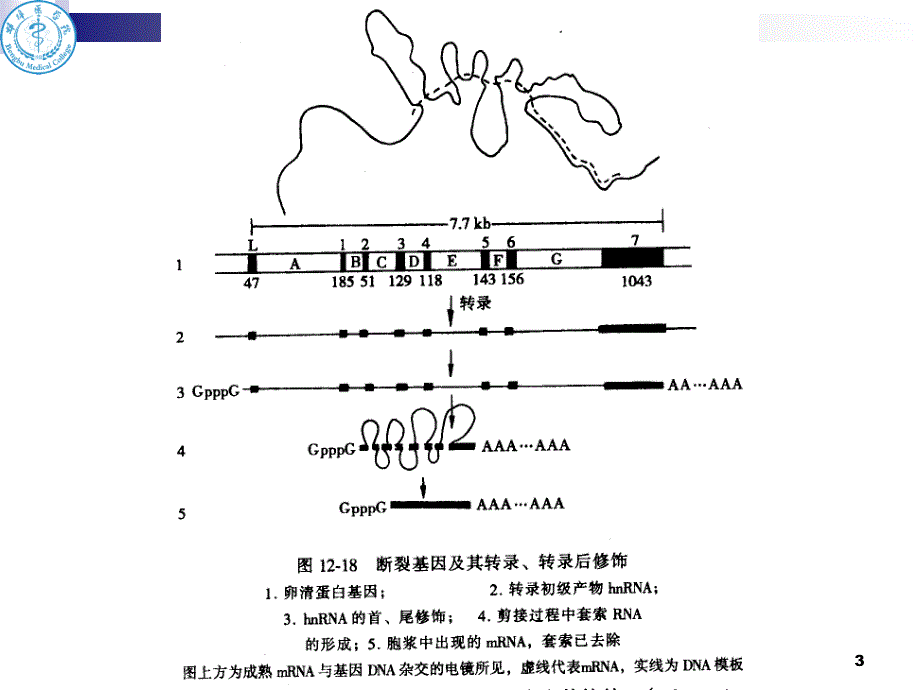 -核酸分子杂交-_第3页