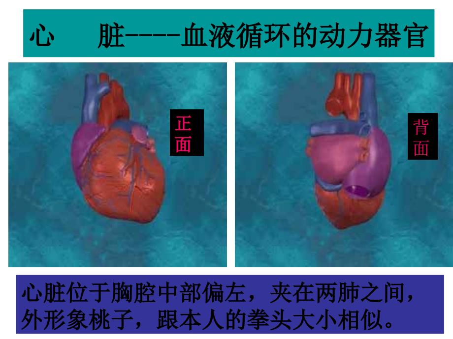 输送血液的泵-心脏课件_第2页