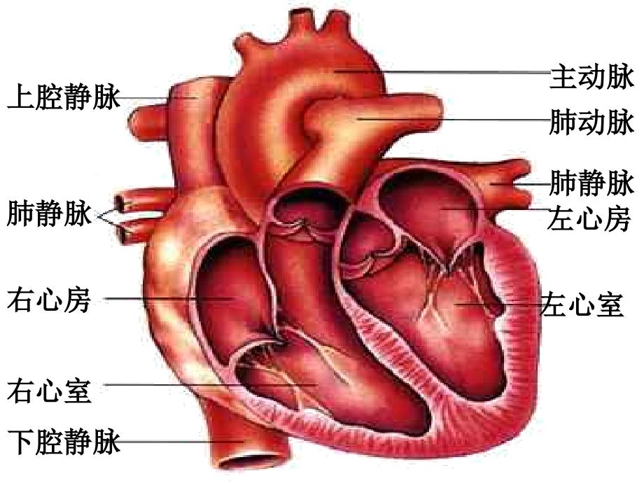输送血液的泵-心脏课件_第3页
