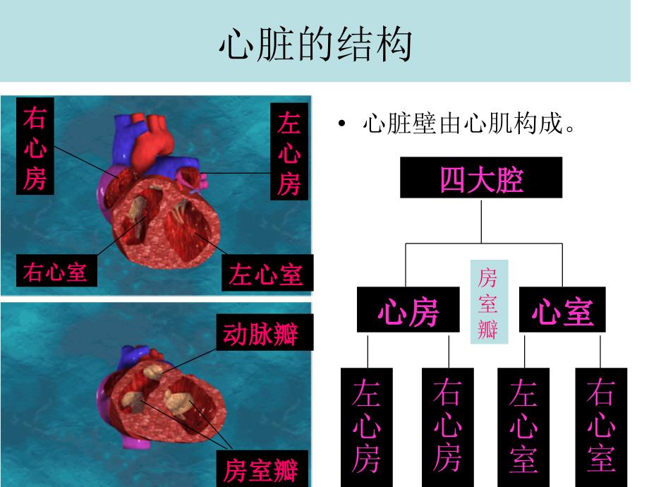 输送血液的泵-心脏课件_第4页