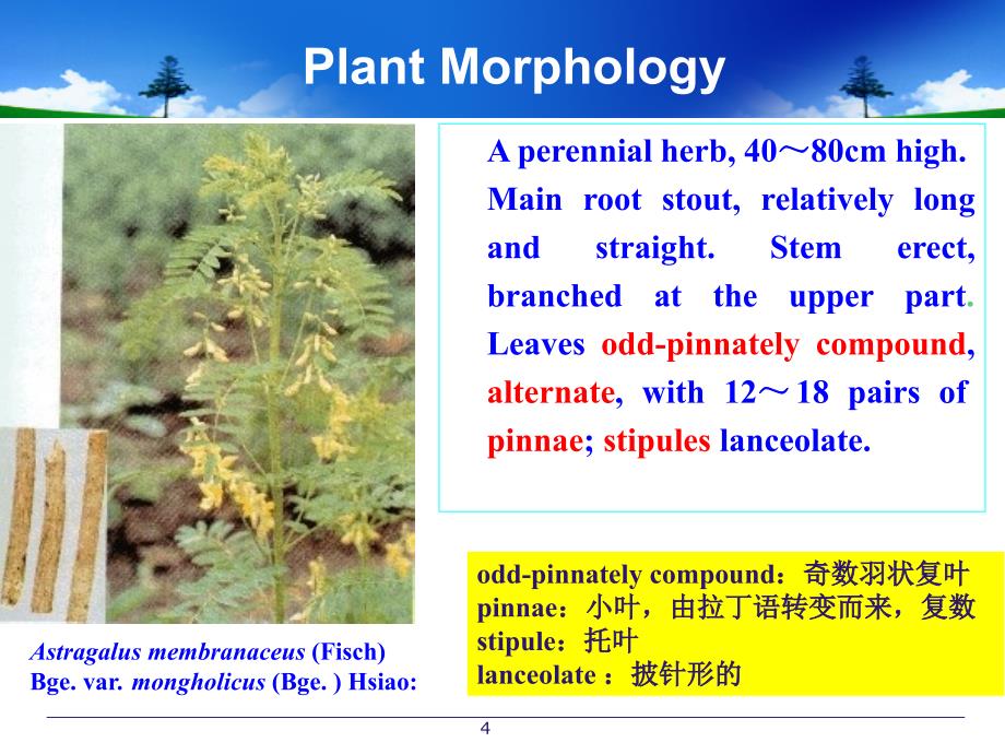 药学专业外语黄芪ppt课件_第4页