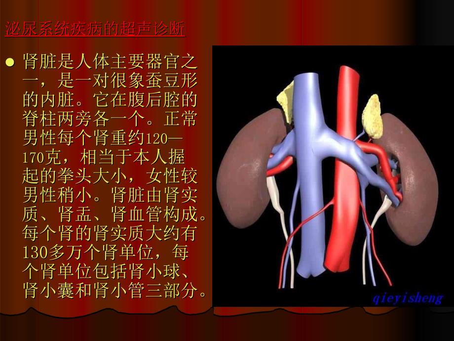 泌尿系统疾病的超声诊断医生平山_第2页