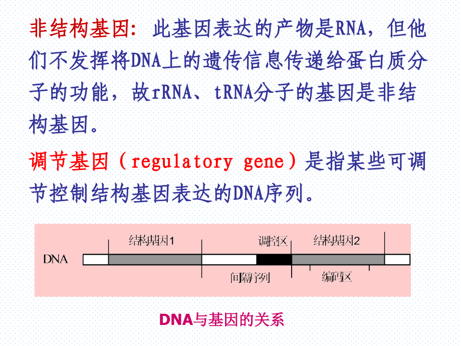 动物生物化学基因表达的调节课件_第4页