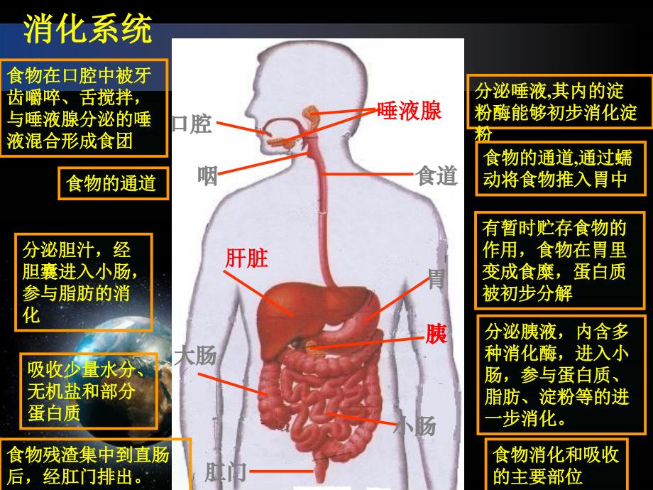 初中生物消化与吸收_第2页