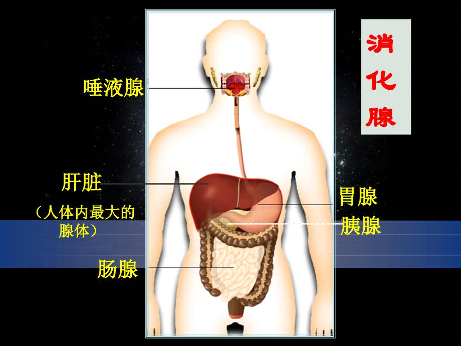 初中生物消化与吸收_第4页