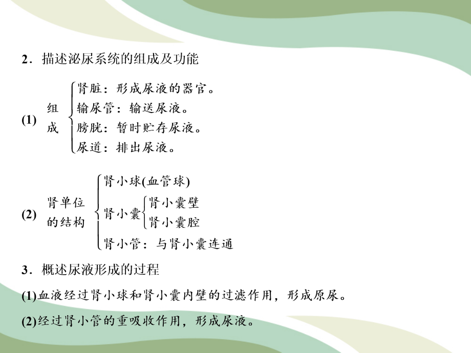 人教版生物七年级下册 第4单元 第5章人体内废物的排出（第课时）：泌尿系统的组成与尿液的形成 课件(共17张PPT)_第3页