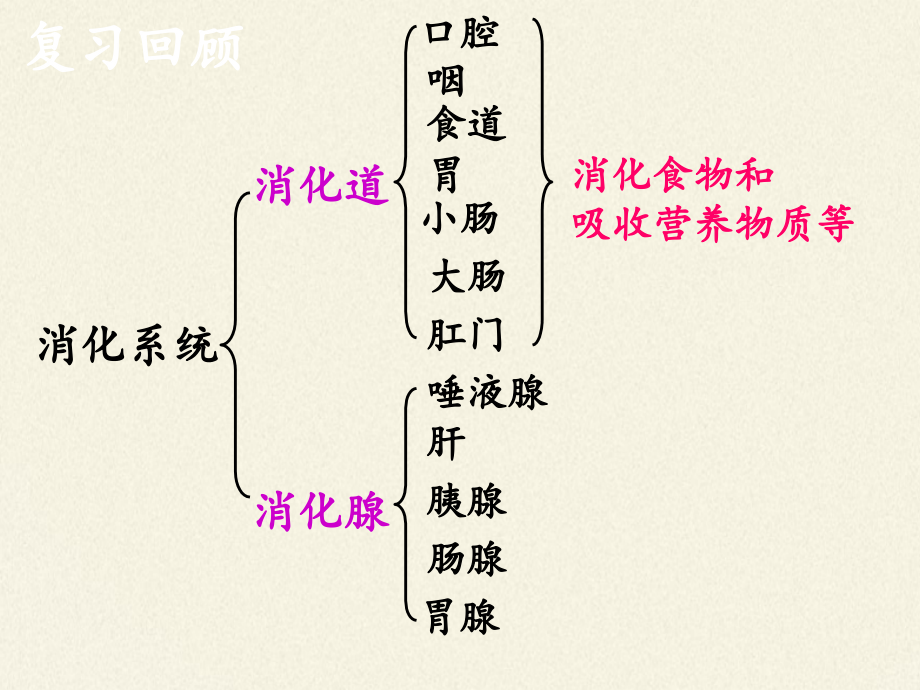 苏教版生物七年级下册 第九章 第二节 人体的消化与吸收课件(共13张PPT)_第2页