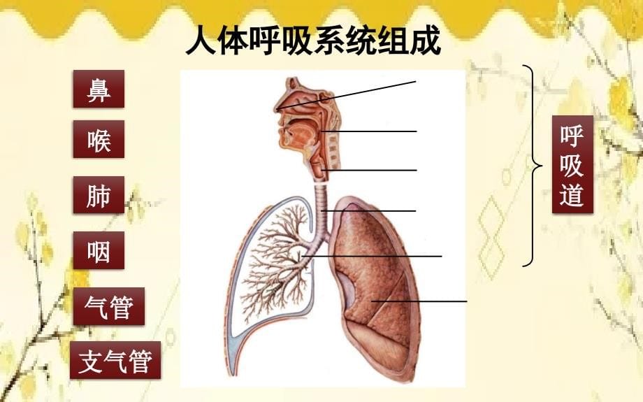 北师大版生物学七年级下册第10章人体的能量供应第1课时呼吸系统 的组成课件(共17张PPT)_第5页